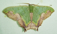 Antharmostes papilio