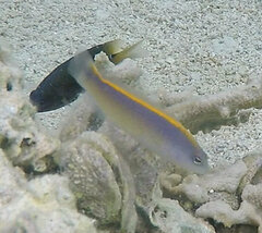 Sunrise Dottyback photo 5