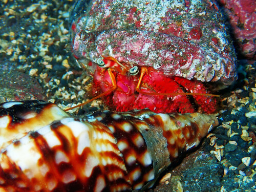Red Hermit Crab, Caniço, Portugal, photo 8 of 10
