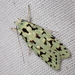 Green Lichen Tuft Moth - Photo (c) Saryu Mae, some rights reserved (CC BY), uploaded by Saryu Mae