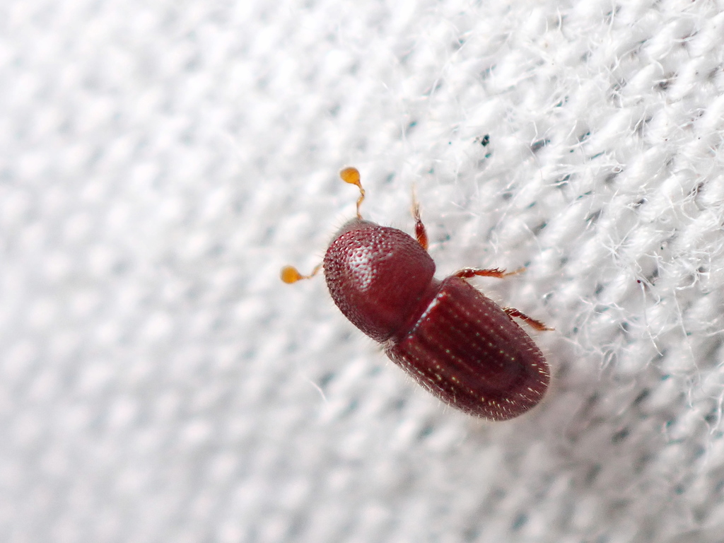 Bark beetle