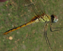Urothemis edwardsii
