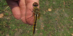 Urothemis edwardsii
