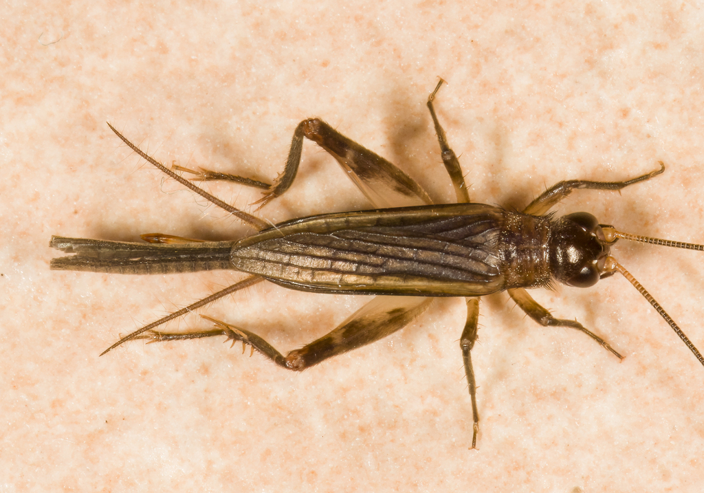 Nemobiopsini