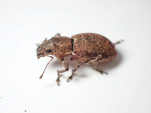 Fuller's rose weevil photo 5