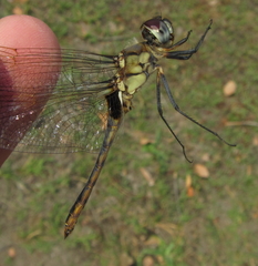 Urothemis edwardsii