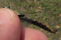Urothemis edwardsii