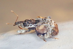 Conotrachelus anaglypticus