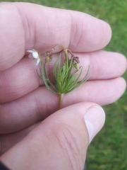 Corn Spurrey (Spergula arvensis)