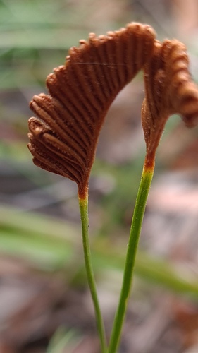 Schizaea bifida (Schizaea bifida)