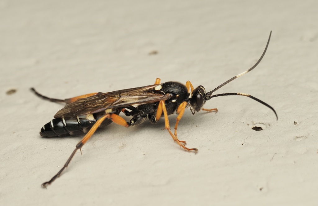 Four-spotted Cave Ichneumon (Diphyus quadripunctorius)