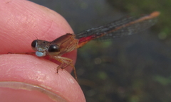 Ceriagrion katamborae