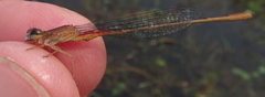 Ceriagrion katamborae