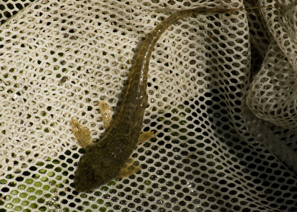 Loricariichthys anus