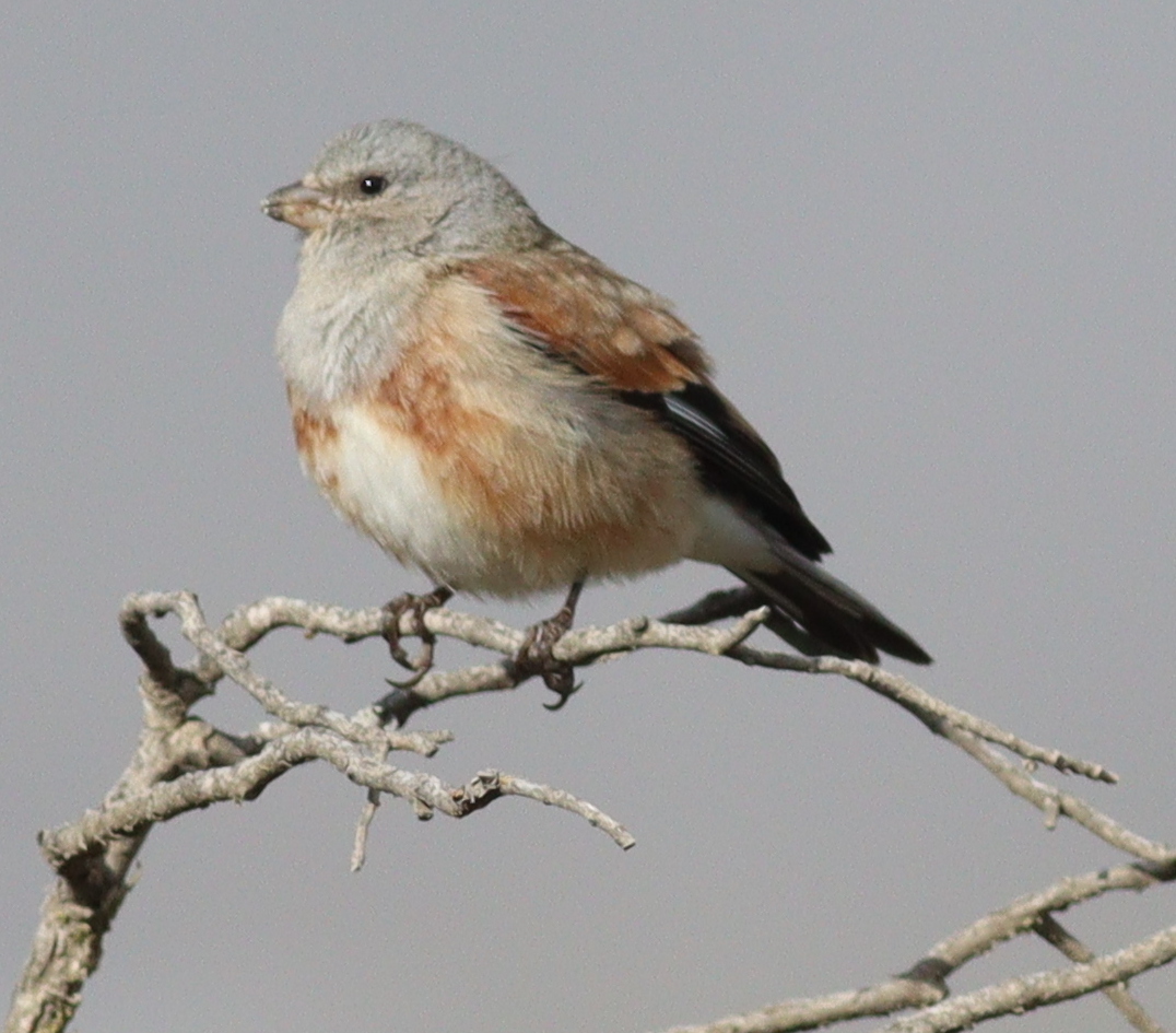 Yemen Linnet (Linaria yemenensis), photo 4