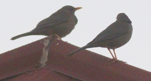 Yemen Thrush (Turdus menachensis), photo 3