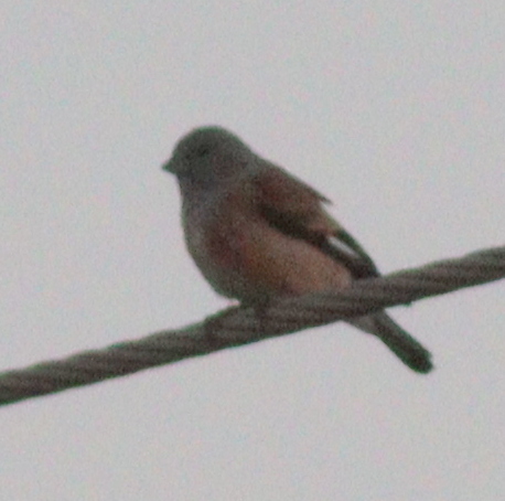 Yemen Linnet (Linaria yemenensis), photo 8