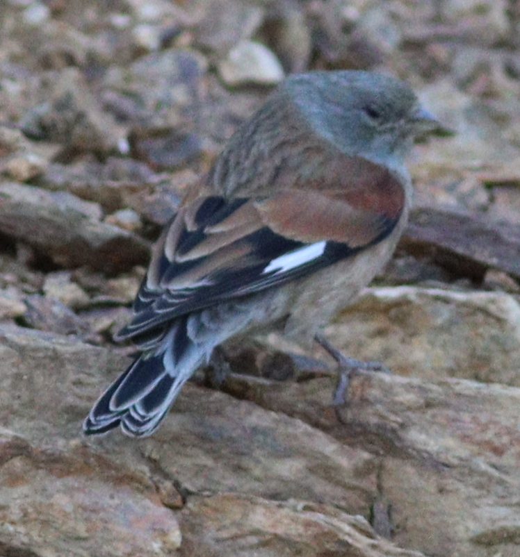 Yemen Linnet (Linaria yemenensis), photo 7