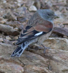Yemen Linnet photo 3