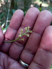 Thecacoris madagascariensis