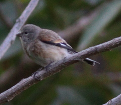 Yemen Linnet photo 4