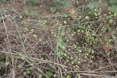 Muehlenbeckia complexa