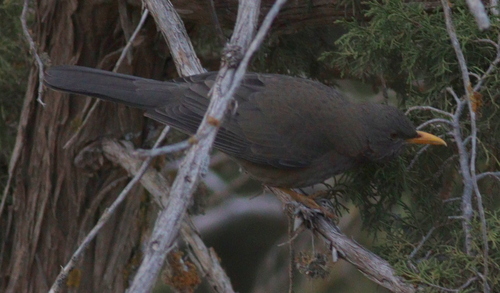 Yemen Thrush (Turdus menachensis), photo 10