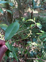 Thecacoris madagascariensis