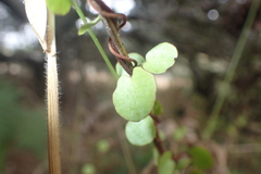 Muehlenbeckia complexa