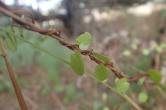 Muehlenbeckia complexa