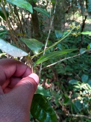 Thecacoris madagascariensis