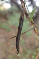 Muehlenbeckia complexa