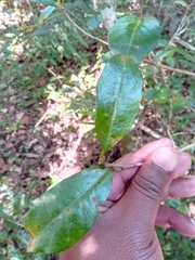 Thecacoris madagascariensis