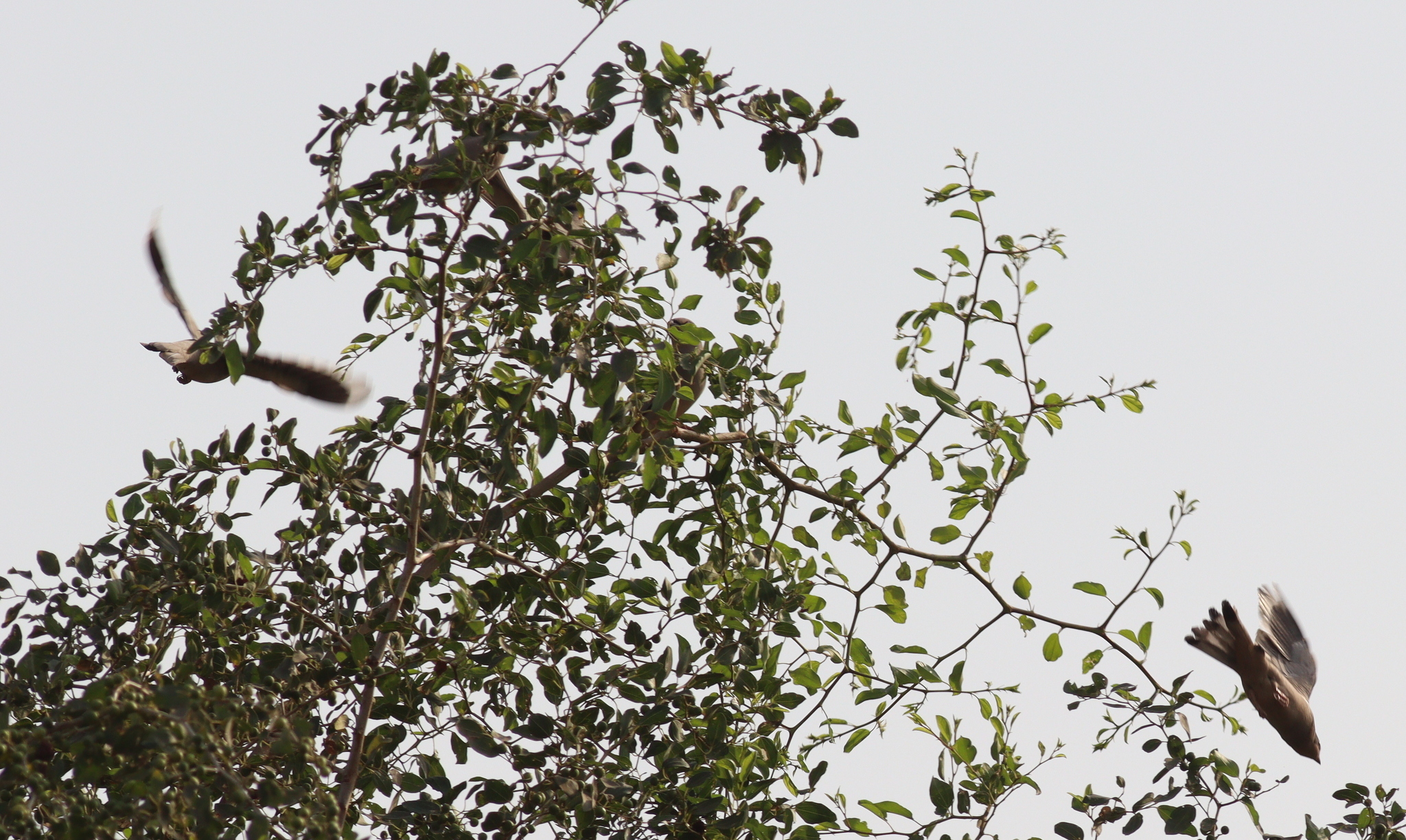Grey Hypocolius (Hypocolius ampelinus), photo 6