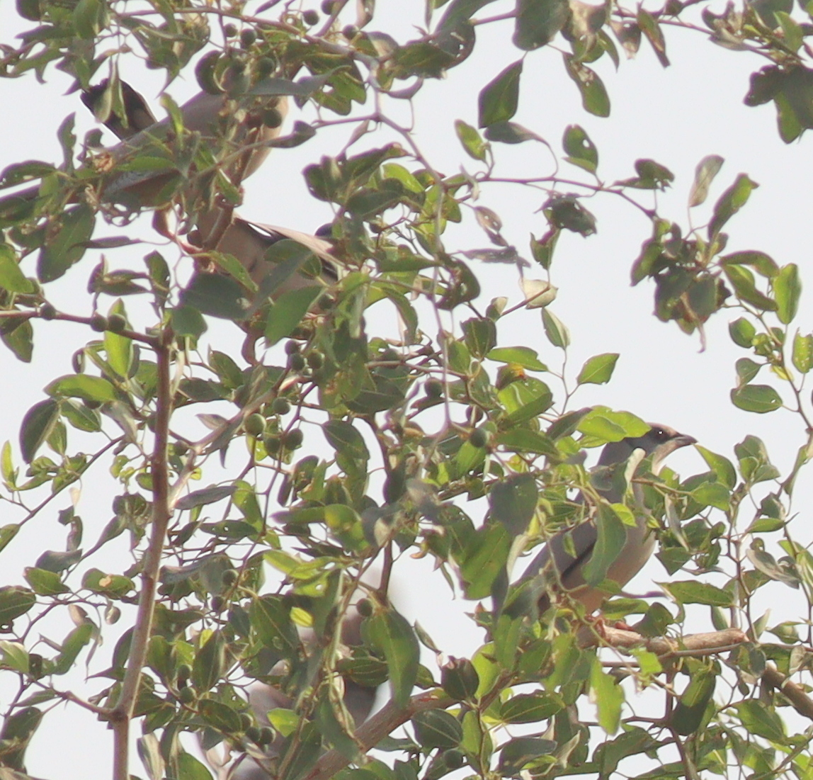 Grey Hypocolius (Hypocolius ampelinus), photo 7