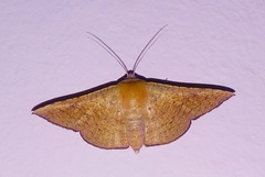 Noctuoidea