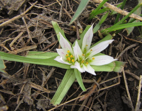 Colchicum roseum