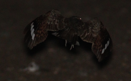 Nubian Nightjar (Caprimulgus nubicus), photo 2