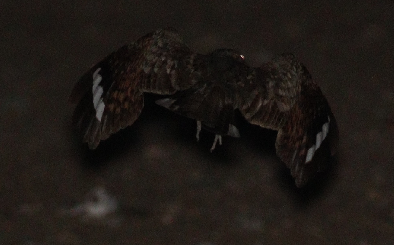 Nubian Nightjar (Caprimulgus nubicus), photo 2