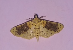 Conogethes semifascialis