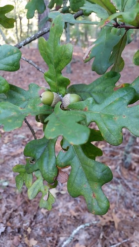 sand post oak