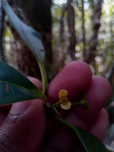Euphorbia erythroxyloides