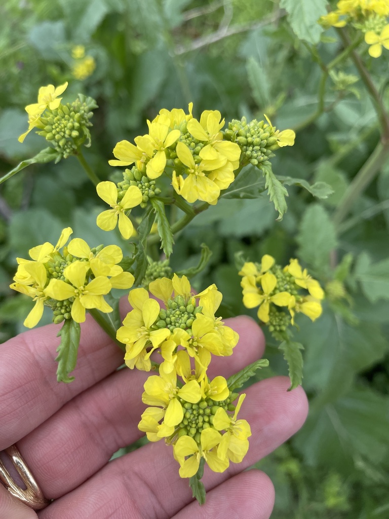 annual bastard cabbage from Cedar Hill State Park, Cedar Hill, TX, US
