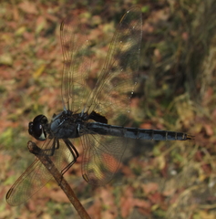 Urothemis edwardsii