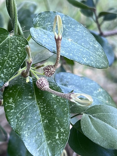 Ceropegia pachystelma