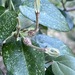 Ceropegia pachystelma - Photo (c) Linda Loffler, some rights reserved (CC BY-NC), uploaded by Linda Loffler
