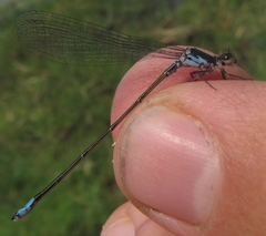 Pseudagrion deningi