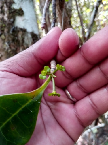 Euphorbia erythroxyloides image