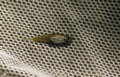 Cnesterodon decemmaculatus