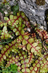 Blechnum membranaceum